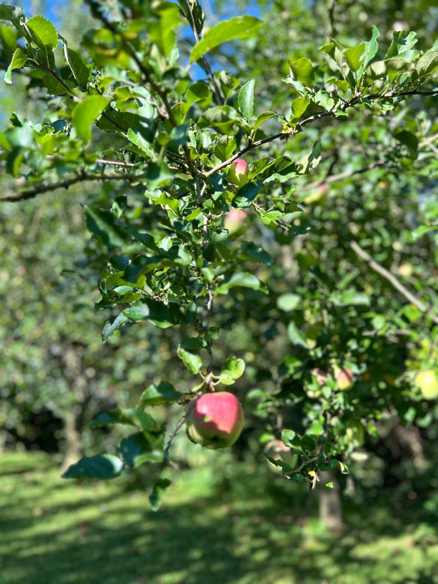 SamingAm Wildbach Bei Passau公寓 外观 照片